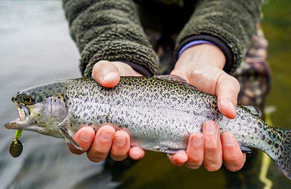 Caught rainbow trout.