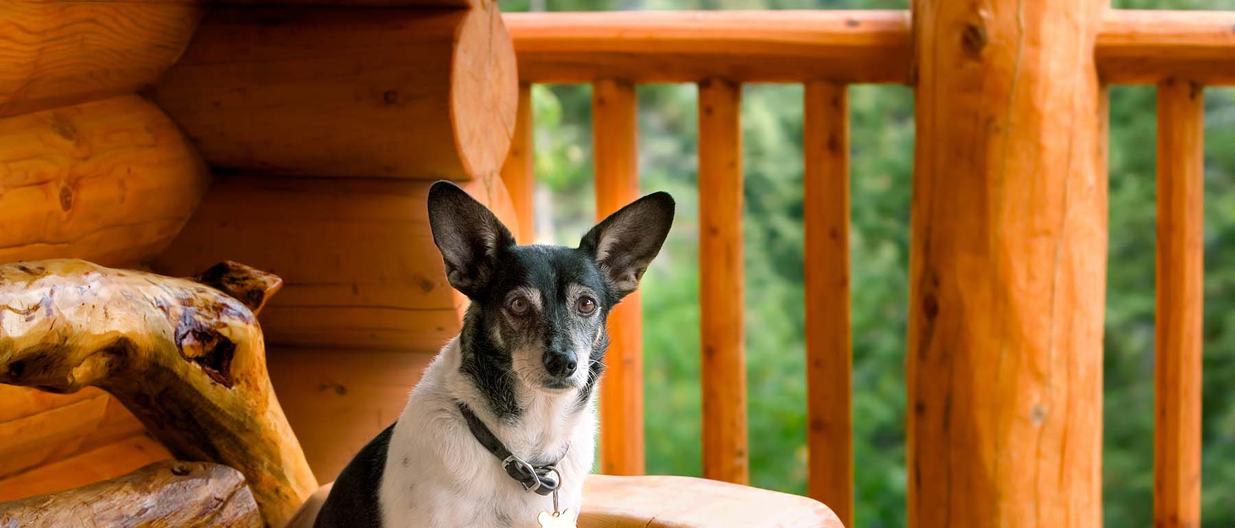 pet friendly cabins