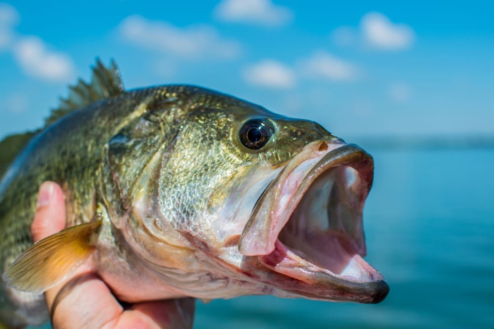 Photo of a Largemouth Caught on a Broken Bow Fishing Trip.