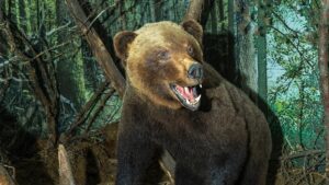 A taxidermy bear at the Beavers Bend Wildlife Museum