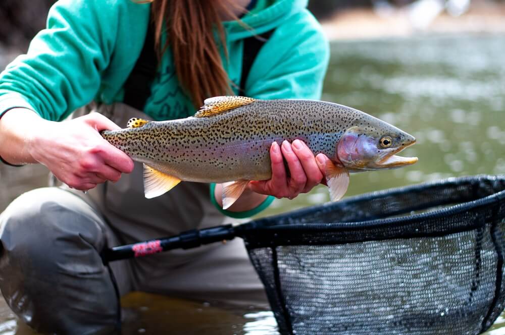 A fisherman in the water with fishing waders and a net holding a trout