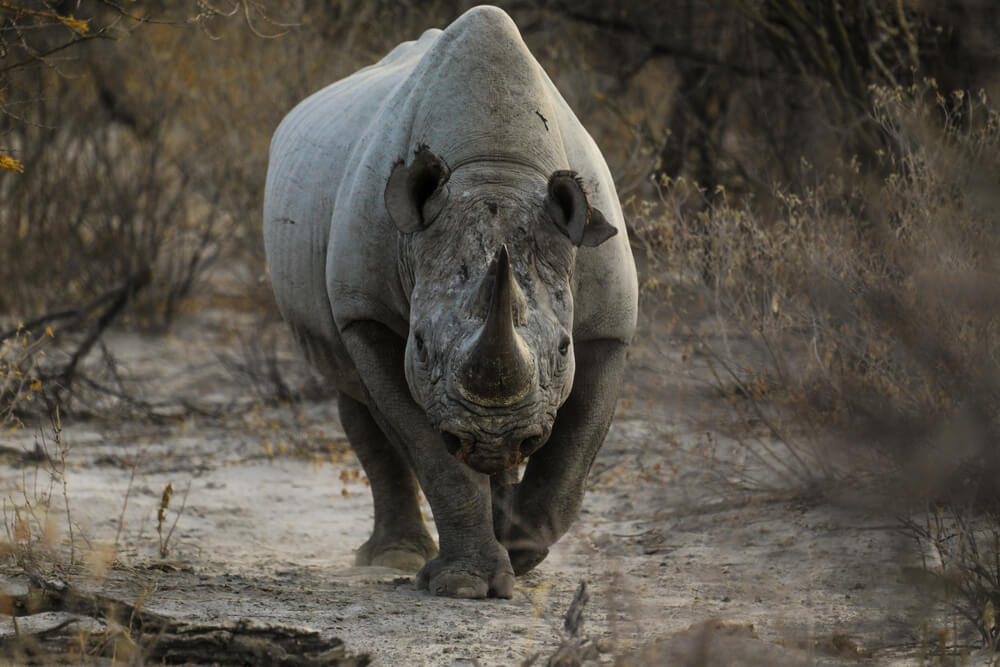 A rhino at Beavers Bend Safari Park
